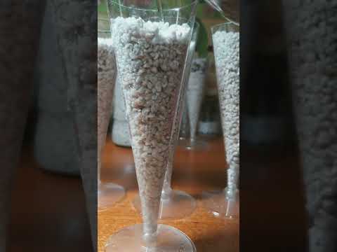 moltiplicare piante di violetta africana,  gloxinia e begonia con talee di foglie in idroponica​