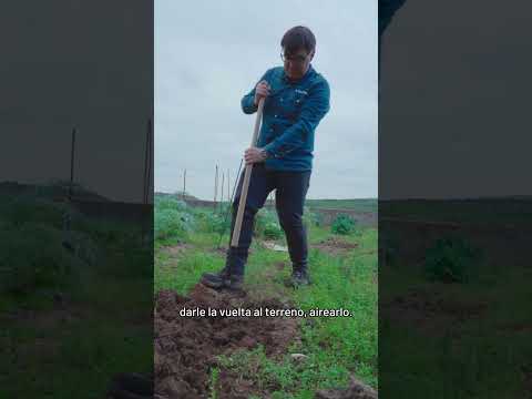 Bellota Horca forjada de 4 púas para recoger heno y estiércol / 9014