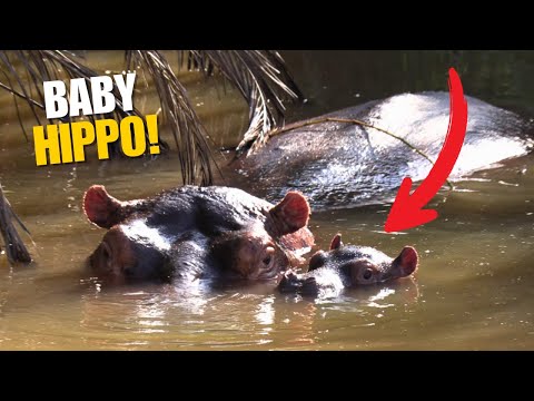 RARE Footage! Baby Hippo Nursing UNDERWATER!