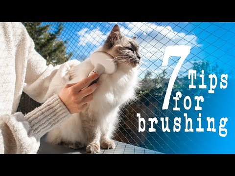 𝐒𝐇𝐄𝐃𝐃𝐈𝐍𝐆 𝐒𝐄𝐀𝐒𝐎𝐍 How to brush a cat | TIPS for brushing | Ragdolls Pixie and Bluebell