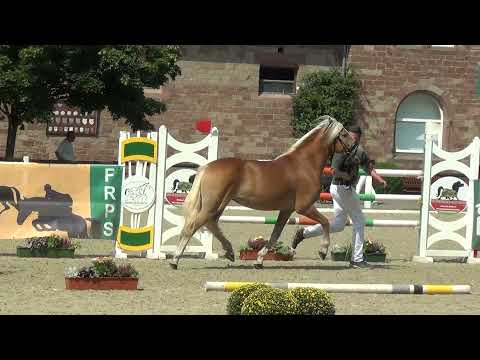 Salanda, Elitestutenschau Zweibrücken