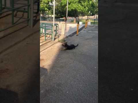 Come definire questo a un chihuahua striscia Vescica di helminths