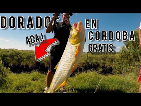 Pescamos DORADOS en CANALES de Córdoba (Laboulaye)! DONDE ? COMO? Carnadas y Más !