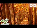 Fall Asleep Fast Deep Relaxing Music Sleep Music Meditation Music Sleeping Music 135