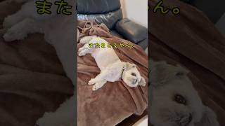 チビとママの日常🐶 #犬のいる暮らし #犬のいる暮らし #犬 #youtube #チャンネル登録お願いします