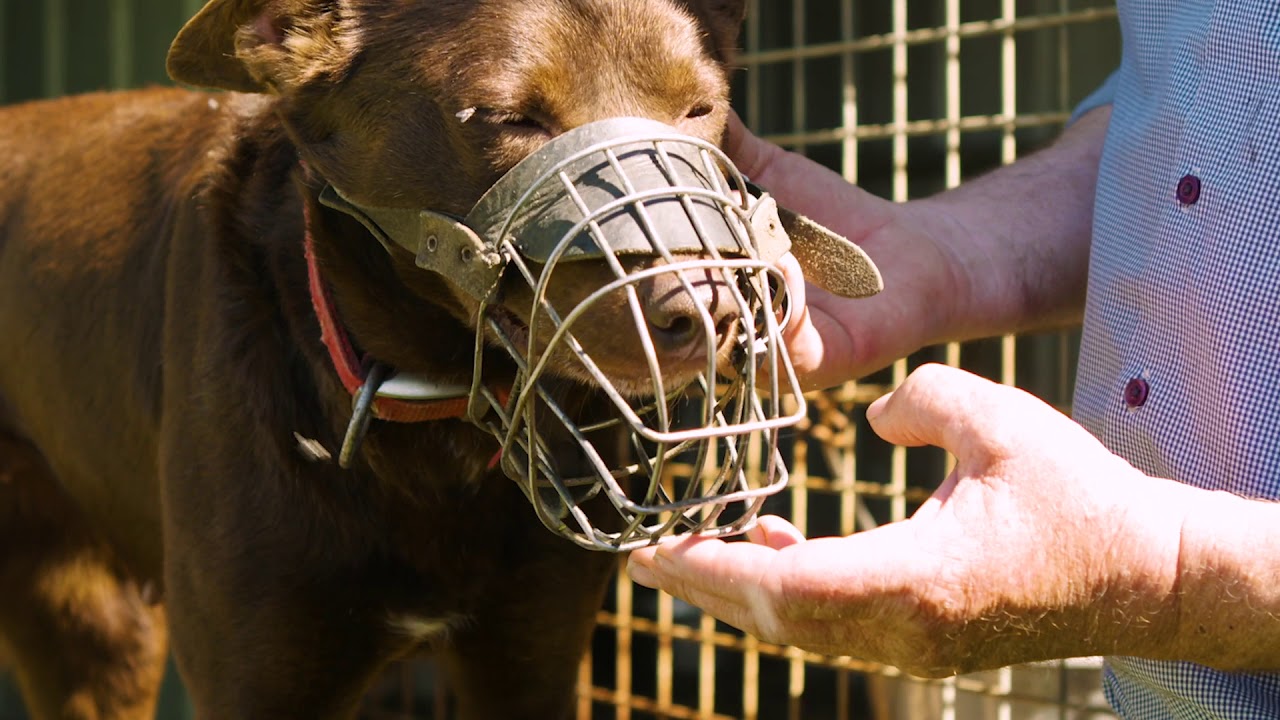 Using muzzles for working dog safety
