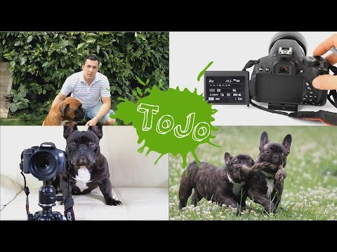 Tiere in der Bewegung fotografieren - so geht’s!