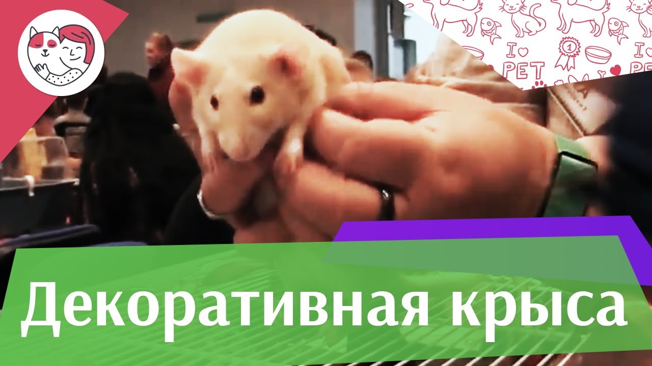 Декоративные крысы Выбор клетки на ilikepet
