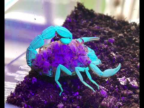 Scorpion and babies under UV Light