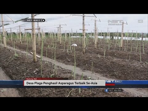 Metode pembesaran penis Untuk membeli sarana untuk mengembalikan potensi