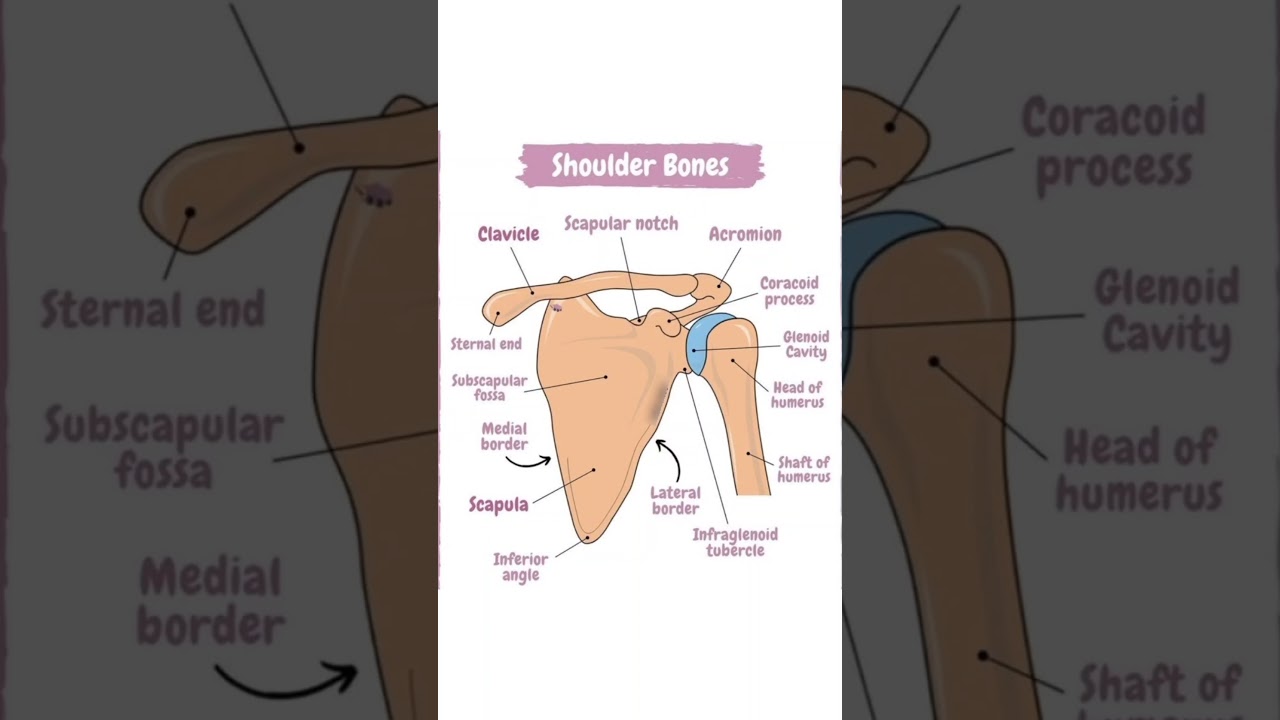 Shoulder Bones Anatomy | Human Skeletal System