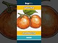 satsuma - mandarina video thumbnail