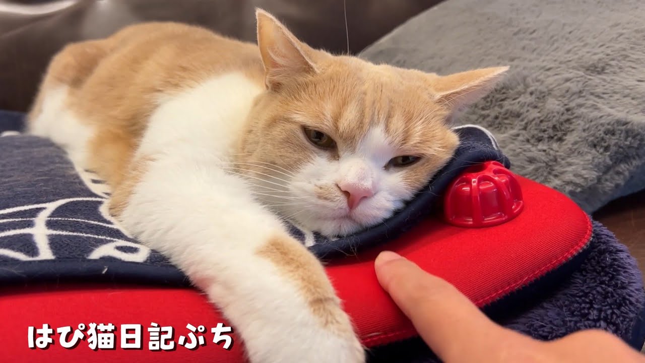 初めての湯たんぽウォーターベッドが気持ち良すぎて離れなくなったちくわ