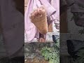 Indian Feet Queen Viral