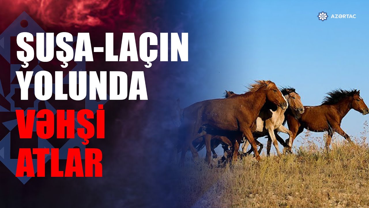 Şuşa-Laçın yolunda vəhşi atlar VİDEO