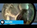 NATURE: RAISING THE DINOSAUR GIANT | David Attenborough & Dinosaur Eggs | PBS