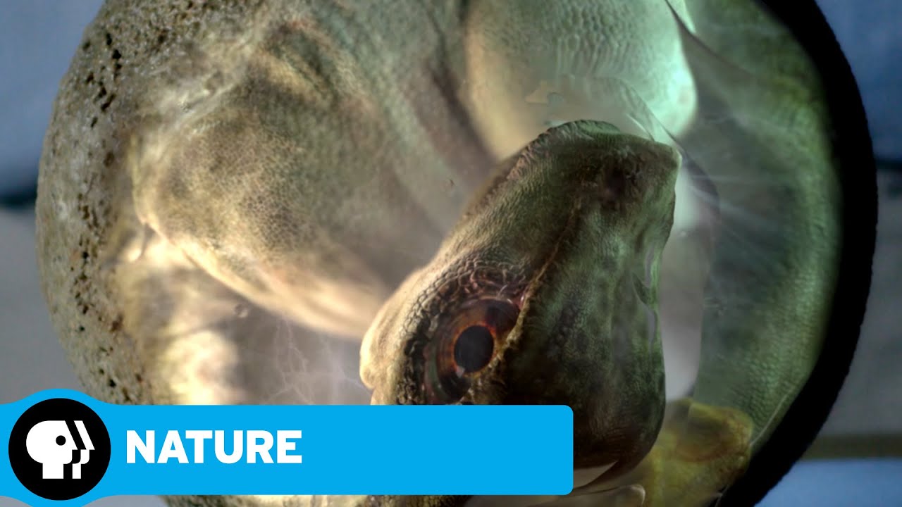 NATURE: RAISING THE DINOSAUR GIANT | David Attenborough & Dinosaur Eggs | PBS