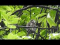 Collared Owlet Calling