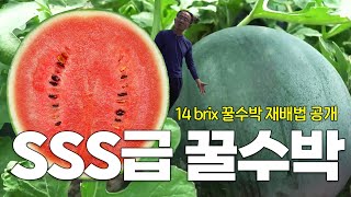 SSS+ 최상급 꿀수박 재배하기 대작전 (열마기, 메소나)