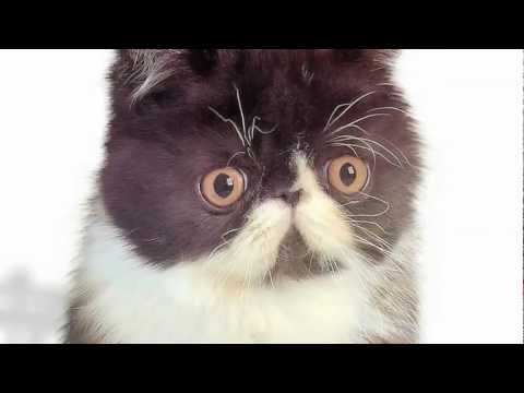 Dick Figures - Kitty Amazing