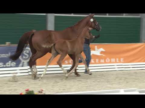 Steinkamp, Total Diamond-Detroit