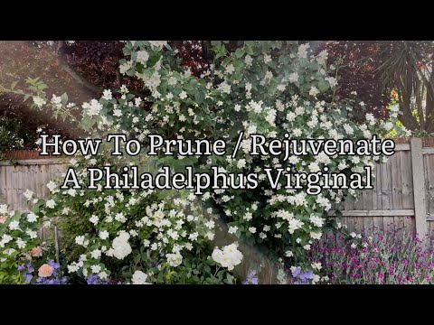 How To Prune / Rejuvenate Philadelphus, Pruning Philadelphus, Prune Mock Orange, Get Gardening
