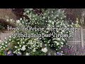 How To Prune  Philadelphus, How To Rejuvenate Philadelphus, Prune Mock Orange, Prune Philadelphus