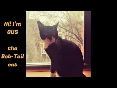 Gus the bobbed tail cat