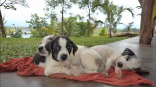 Pesca de Pavon Tucupido