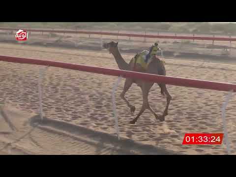  ش 14 (شاهين) لـ احمد بن هادي المسافري 3:21 ، شارة الصندوق 2026/08/28 فطامين الجبيب