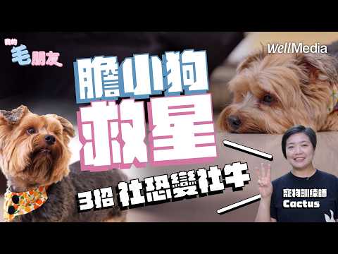 膽小狗救星!3招讓毛小孩從「社交恐懼」變「自信社交」!【我的毛朋友】EP3