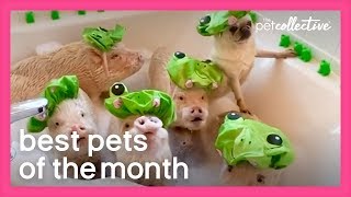 Best Pets of the Month (March 2020) | The Pet Collective