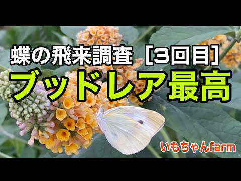 園芸 蝶の木、デビッド神父のブッドリア