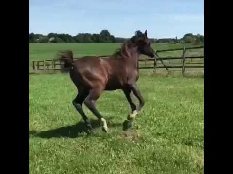 NAFIESA MARHABAH (Borsalino K | Nafiesa Malika)