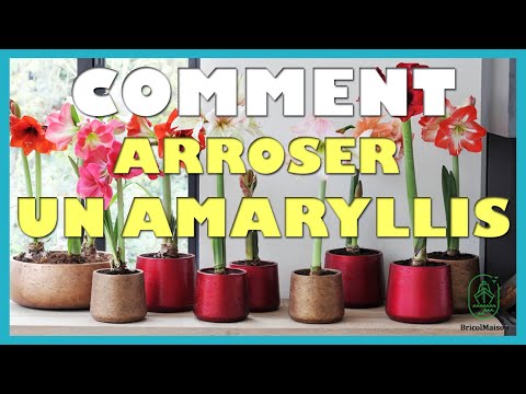 Comment arroser un amaryllis