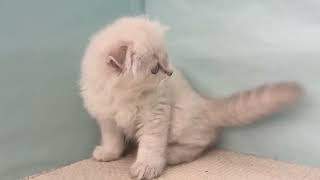 スコティッシュフォールドの動画01