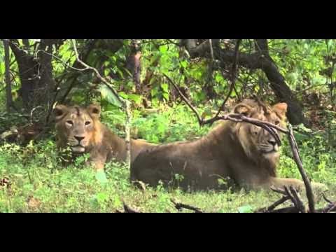 ✪✪ Big Five Asien - Der Löwe (Doku 2016) ✪✪