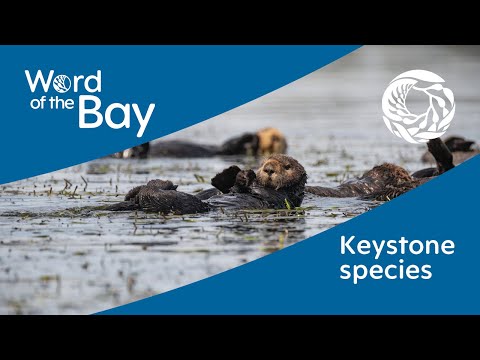 海獺：胃口大的基石物種 | 海灣之聲 (Sea otters: Keystone species with a big appetite | Word of the Bay)