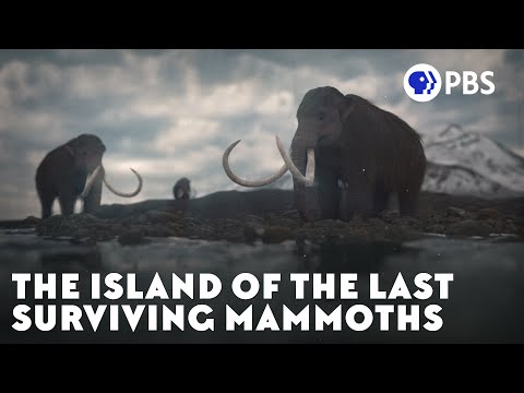 The Island of the Last Surviving Mammoths