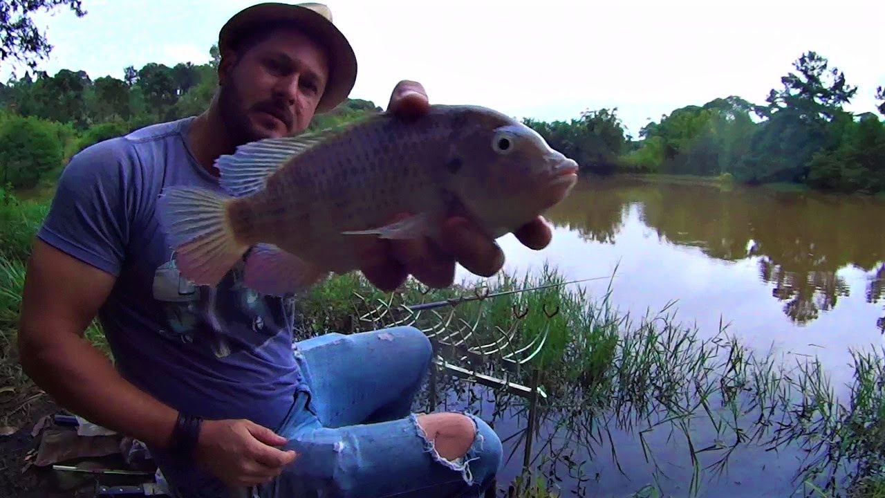 Watch Now MELHOR JEITO DE PESCAR TILÁPIAS,MELHOR ISCA,MELHOR HORARIO(PESCARIA CAIPIRA) MELHOR JEITO DE PESCAR TILÁPIAS,MELHOR ISCA,MELHOR HORARIO(PESCARIA CAIPIRA)