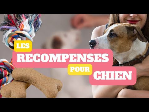 La MEILLEURE récompense pour chien, les pièges, les idées reçues etc...