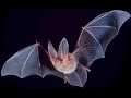Documentary Nature - Secrets and Mysteries of Bats