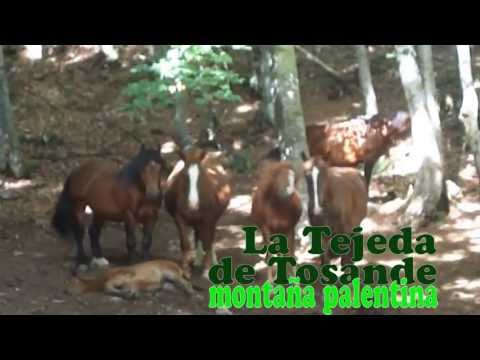 LA TEJEDA DE TOSANDE, rutas de senderismo en la MONTAÑA PALENTINA