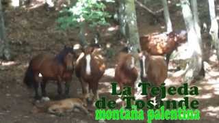 preview picture of video 'LA TEJEDA DE TOSANDE, rutas de senderismo en la MONTAÑA PALENTINA'