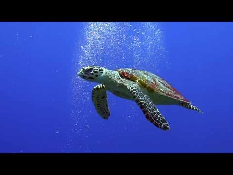 download lagu mp3 mp4 Kimbe Bay Diving, download lagu Kimbe Bay Diving gratis, unduh video klip Kimbe Bay Diving