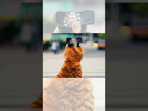 When orange kitten becomes a police officer