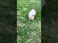 French Bulldog dogs for sale: Snowflake - Video 1