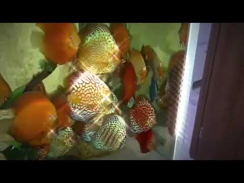 Аквариумные рыбки "Дискусы" (разновидности, содержание в аквариуме). Discus fish display tank.