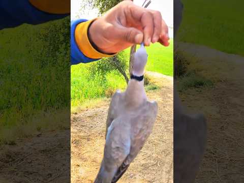 #dove #birdhunting #hunting #dovehunting #bard