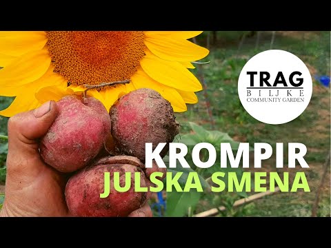 KROMPIR - JULSKA/SRPANJSKA SMENA KULTURA (2021) [TRAG BILJKE]